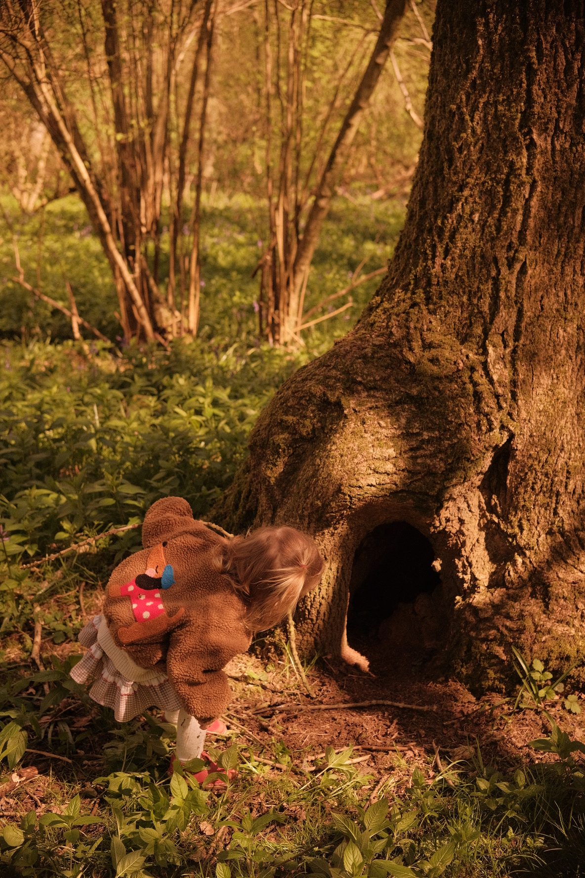 Forest Walk